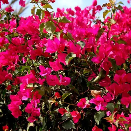 Estudio En Medina Garden Apartamento *